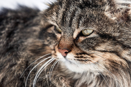 猫肖像。春天的第一天, 凌乱的猫