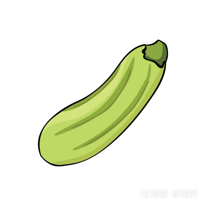 在白色背景下分离的有机绿色西葫芦.蔬菜矢量插画