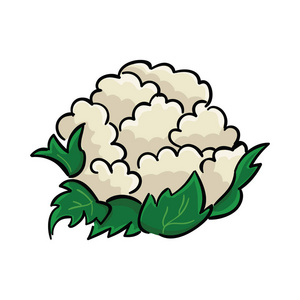 一个新鲜的花椰菜在白色背景下被隔离。蔬菜矢量插画