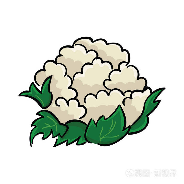 一个新鲜的花椰菜在白色背景下被隔离.蔬菜矢量插画