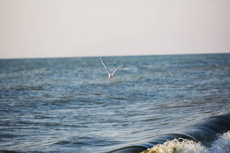 海鸥飞过波浪