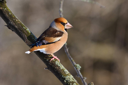 hawfinch 坐在一个树枝上, 上面覆盖着地衣。