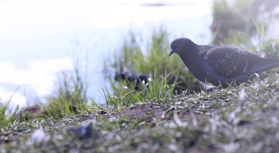 鸽子在池塘岸边。一只灰鸟在河边。的 d