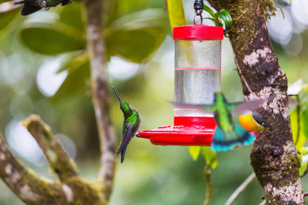 五颜六色的蜂鸟在哥斯达黎加, 中美洲