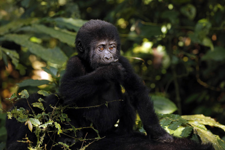 小猩猩 大猩猩 beringei beringei 骑母亲回来。布温迪坚不可摧的国家公园, 乌干达