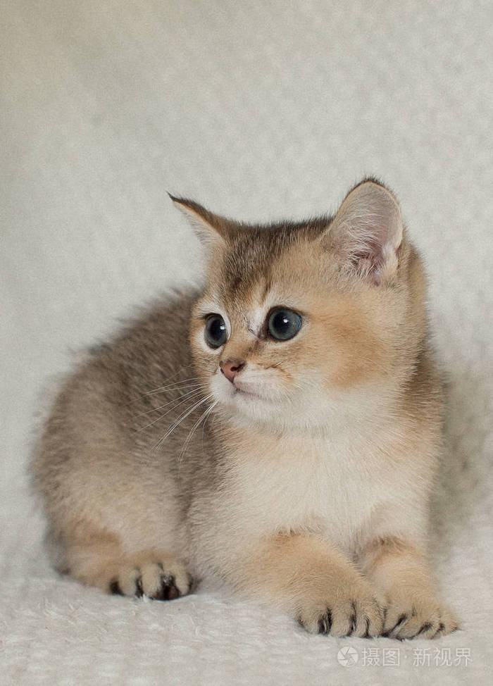 可爱的美国短毛猫猫小猫