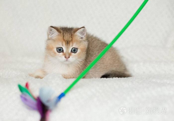 可爱的短毛猫猫咪猫背景照片 正版商用图片0ugiam 摄图新视界
