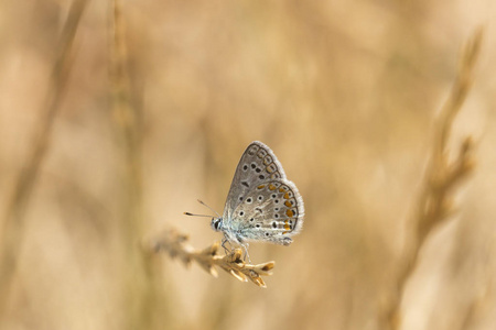 常见的蓝蝴蝶 polyommatus 伊卡洛斯