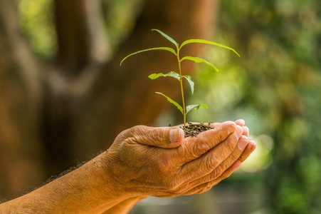 绿色植树两只手紧握着, 关爱着一棵年轻的绿色植物, 植树, 生长树