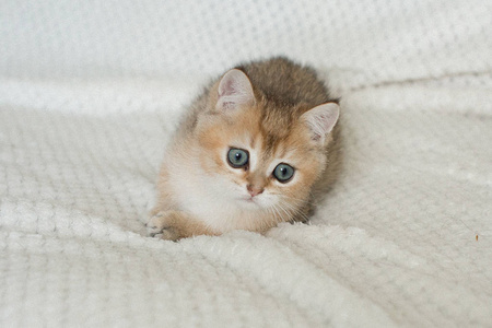 可爱的美国短毛猫猫小猫图片