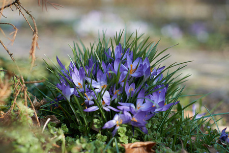 Crocusses 在春天慕尼黑巴伐利亚