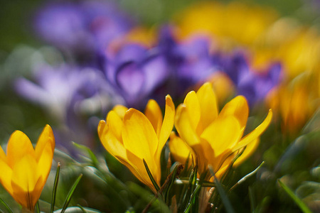 Crocusses 在春天慕尼黑巴伐利亚