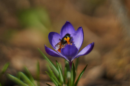 Crocusses 在春天慕尼黑巴伐利亚