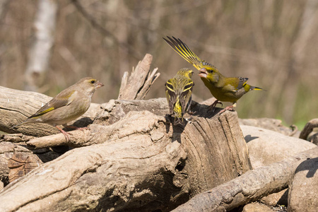 欧洲 greenfinch, 争夺食物