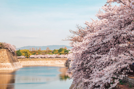 日本大阪古堡春季樱花盛开