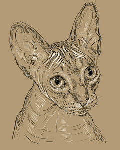 Sphynx 猫在褐色背景