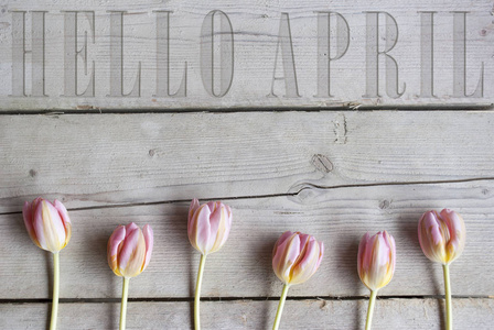 你好四月刻在老式的木质背景, 盛开的粉红色的春天郁金香