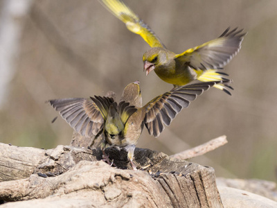 欧洲 greenfinch, 争夺食物