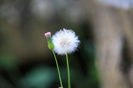 蒲公英花开和种子