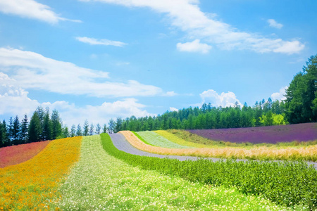 北海道美瑛图片 北海道美瑛素材 北海道美瑛插画 摄图新视界 北海道美瑛图片 北海道美瑛素材 北海道美瑛插画 摄图新视界