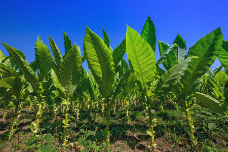 烟草在地块等待收获