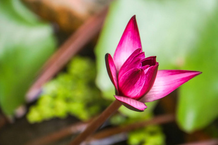 家园陶花粉红睡莲的选择重点图片