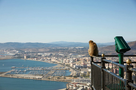 巴巴里猕猴俯瞰直布罗陀港