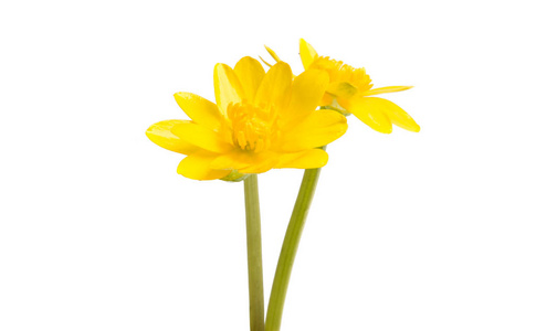 孤立的黄色的迎春花