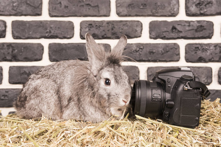 照相机透镜的兔子