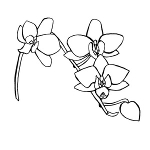 兰花素描图片-兰花素描素材-兰花素描插画-摄图新视界