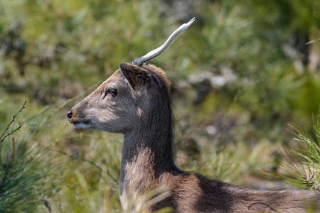 兰州百合的鹿一只怀特泰尔的鹿在森林里高高耸立.照片