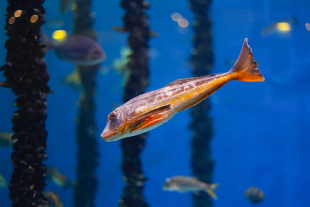 美丽的鱼游泳在蓝色水在水族馆照片