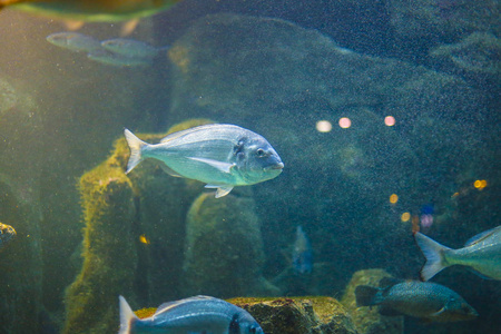 五颜六色的鱼游泳在蓝色水在水族馆
