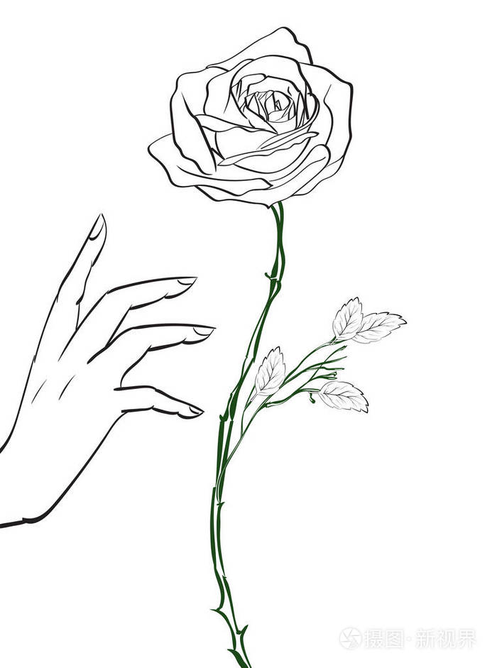 插画 手伸向玫瑰.一朵玫瑰的素描.矢量说明.eps