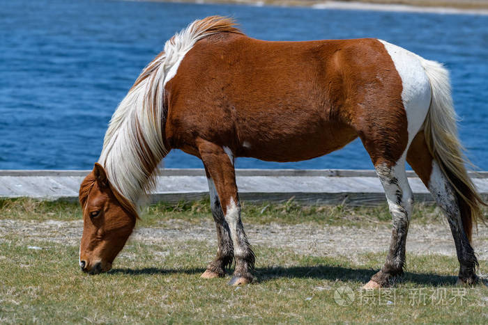 马里兰州阿萨蒂格公园野马野生马