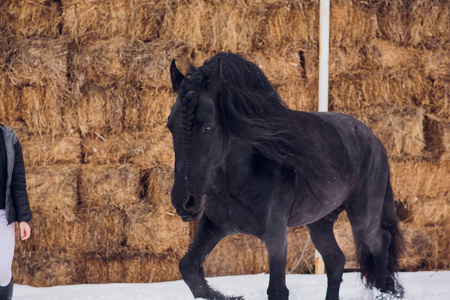 Friesian 种马在冬地里奔跑。干草堆背景下的马