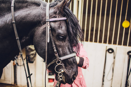 Friesian 马。在荷兰流离失所。黑马打哈欠, 看起来像他笑