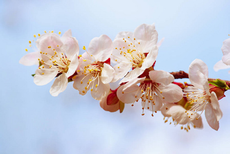 杏树开花