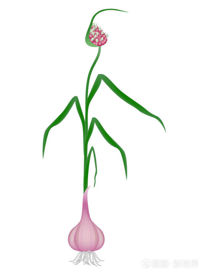 根在白色背景下的大蒜植物插画-正版商用图片0uh7qk-摄图新视界
