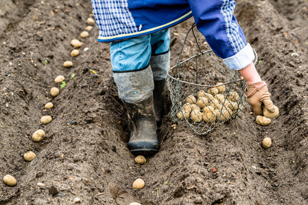 在有机花园种植马铃薯的人, 地方农业概念