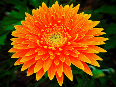 橙色非洲菊菊花花图片