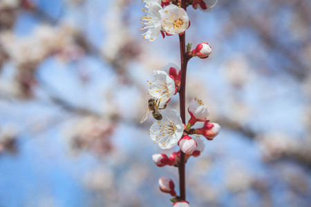 花蜂杏树枝