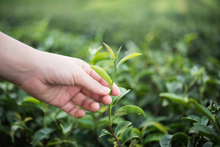 在茶园采茶绿茶叶的手姑娘照片