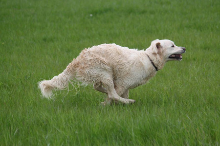 金色猎犬在公园里奔跑