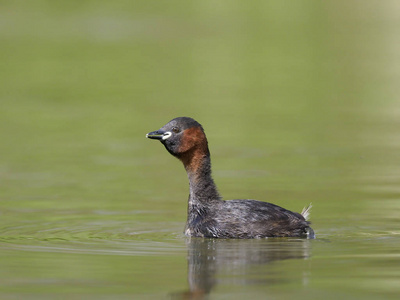 小鷉或 dabchick，tachybaptus 象甲