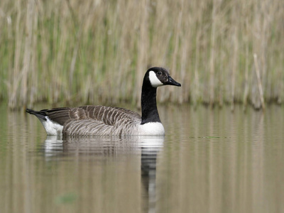 加拿大鹅，branta 黄花