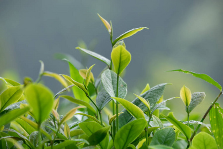 合花园春青茶树, 合景照片