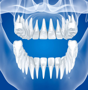 透明的桨和牙齿, x 射线视图。3d 插图