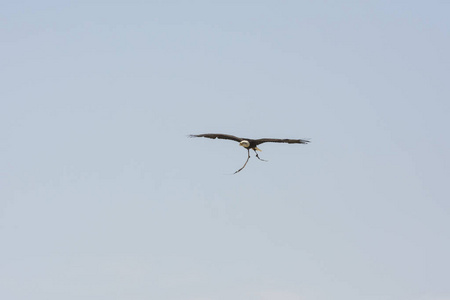 飞的白头海鹰图片