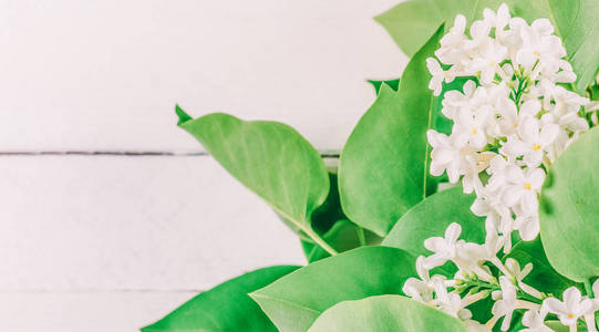 白丁香花在白色木质背景与复制空间的花束